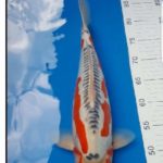 JPD Malaysia authorized koi dealer