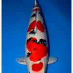 9Th Asian Cup Koi Show Grand Champion Bred by Sakai koi farm Handle by Aka koi Congratulations