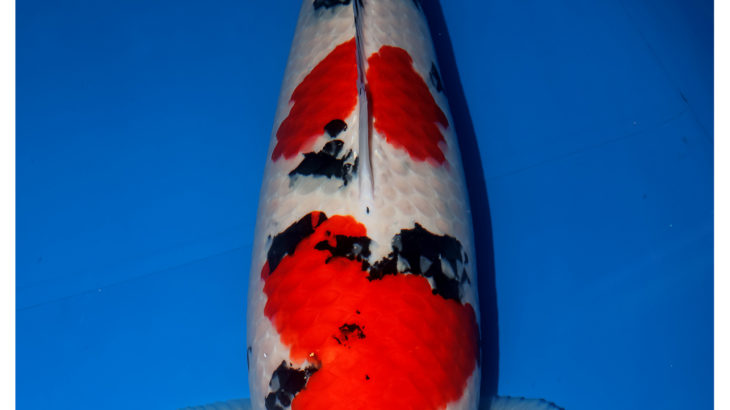 9Th Asian Cup Koi Show Grand Champion Bred by Sakai koi farm Handle by Aka koi Congratulations