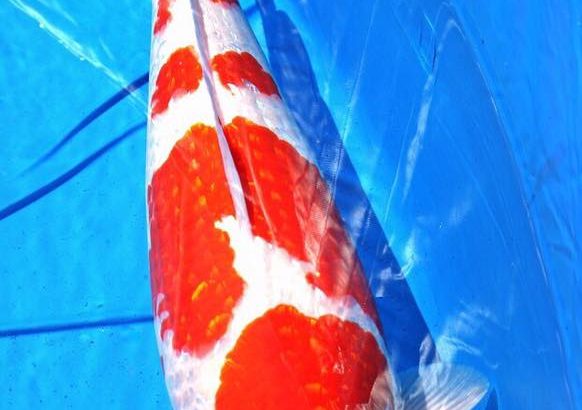 2016 Young Koi Show Entry koi One of the my favorite koi at this show.