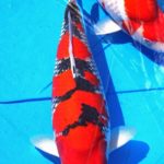 2016 Young Koi Show Entry koi One of the my favorite koi at this show.
