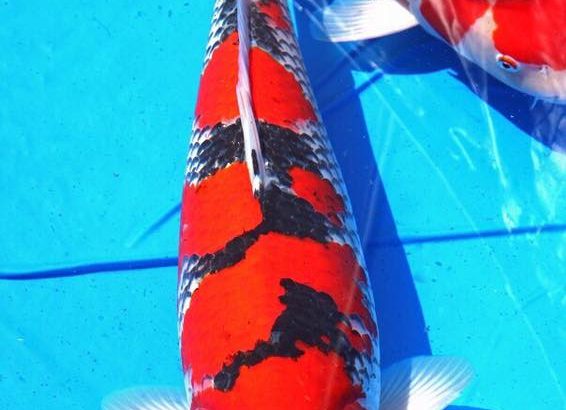 2016 Young Koi Show Entry koi One of the my favorite koi at this show.