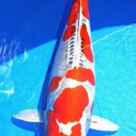 2016 Young Koi Show Entry koi One of the my favorite koi at this show.