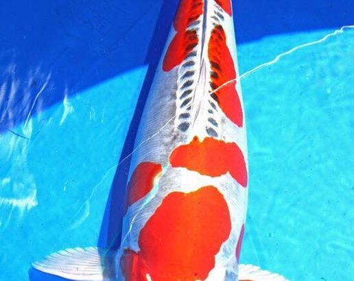 2016 Young Koi Show Entry koi One of the my favorite koi at this show.