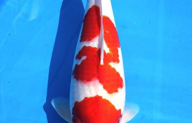 2016 Young Koi Show Entry koi One of the my favorite koi at this show.