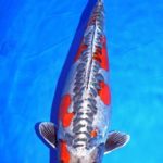 All Japan Young Koi Show 2016