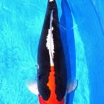 All Japan Young Koi Show 2016