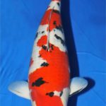 JPD Holland authorize koi dealer Floor van Dommelen got the Belgische koi show Hasselt Congratulations .