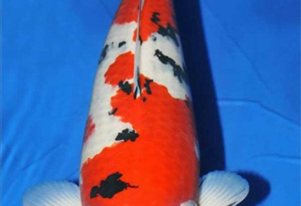 JPD Holland authorize koi dealer Floor van Dommelen got the Belgische koi show Hasselt Congratulations .