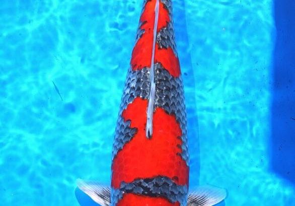 All Japan Young Koi Show 2016