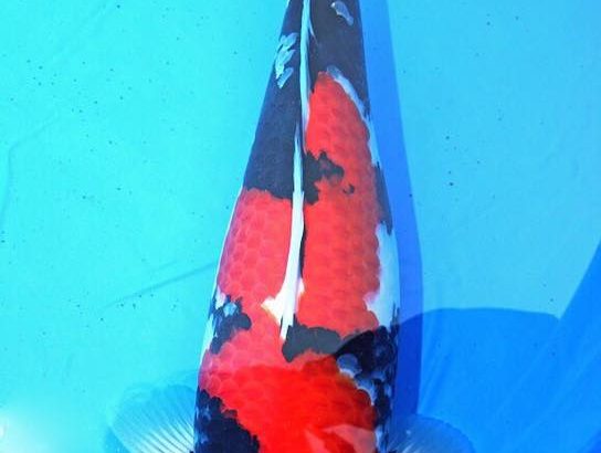 2016 Young Koi Show Entry koi One of the my favorite koi at this show.