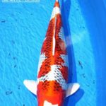 2016 Young Koi Show Entry koi One of the my favorite koi at this show.