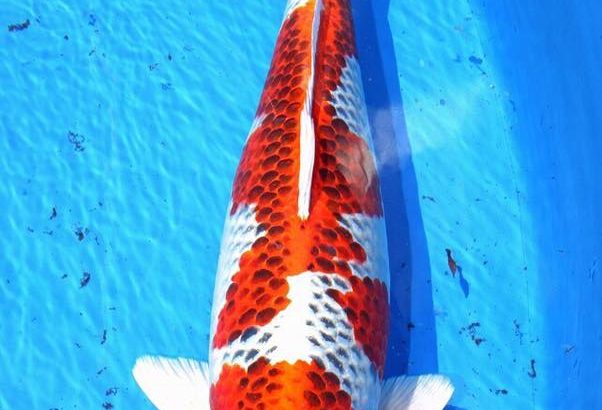 2016 Young Koi Show Entry koi One of the my favorite koi at this show.