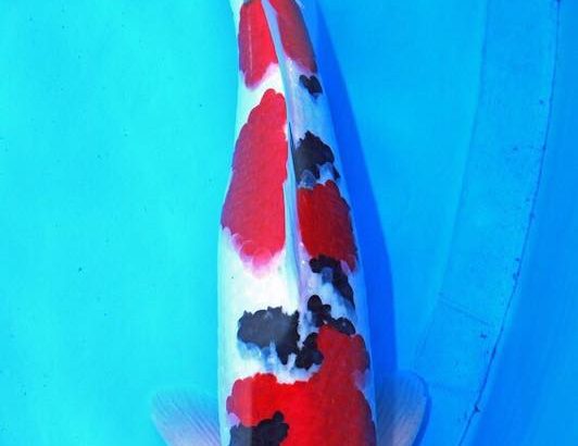 All Japan Young Koi Show 2016