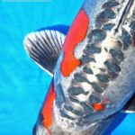 All Japan Young Koi Show 2016