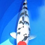 All Japan Young Koi Show 2016