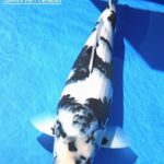 All Japan Young Koi Show 2016