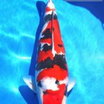 All Japan Young Koi Show 2016