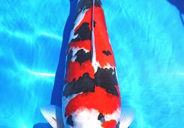 All Japan Young Koi Show 2016