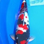 All Japan Young Koi Show 2016