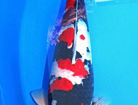 All Japan Young Koi Show 2016