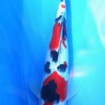 All Japan Young Koi Show 2016