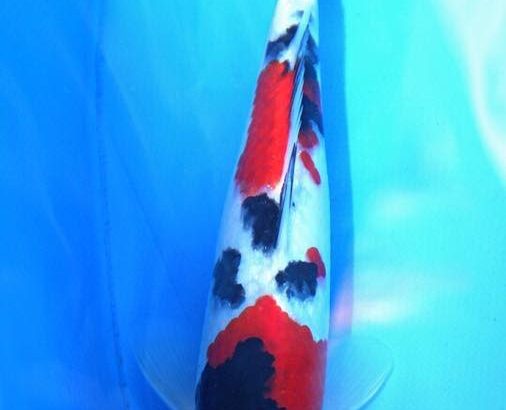 All Japan Young Koi Show 2016