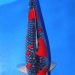 All Japan Young Koi Show 2016