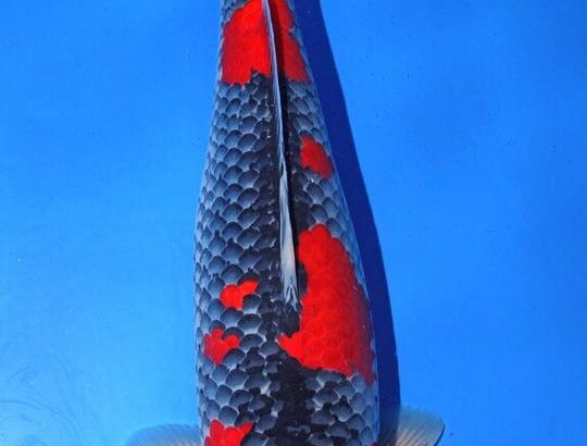 All Japan Young Koi Show 2016