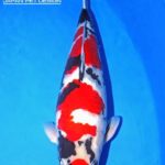 All Japan Young Koi Show 2016