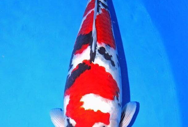 All Japan Young Koi Show 2016