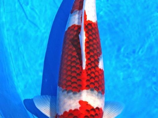 All Japan Young koi show 2016