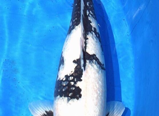 All Japan Young Koi Show 2016