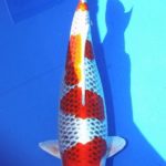 All Japan Young Koi Show 2016