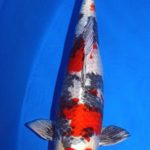 All Japan Young koi show 2016