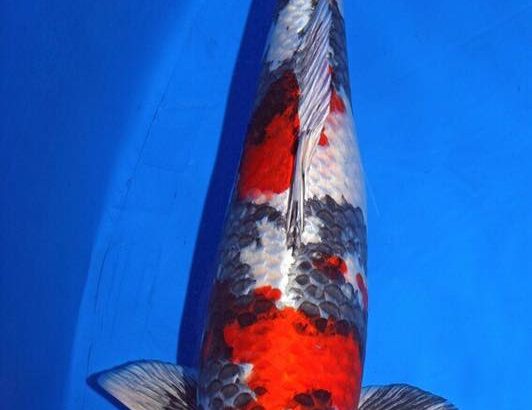 All Japan Young koi show 2016