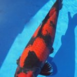 All Japan Young koi show 2016