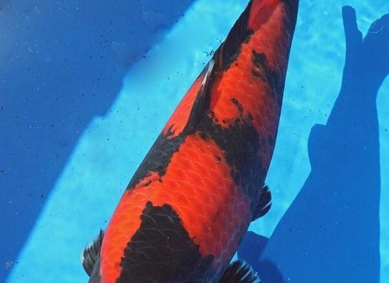 All Japan Young koi show 2016