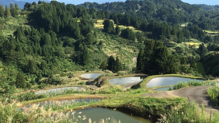 Marushin koi farm visit.