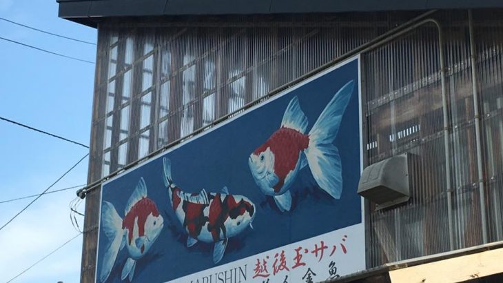 Marushin koi farm visit.