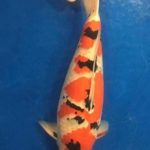 All England koi show 2016 on 24-25 September.