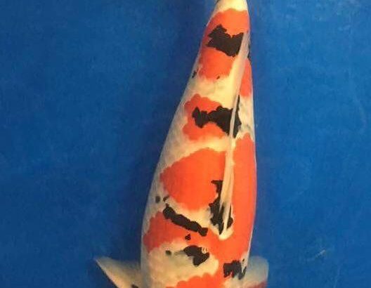 All England koi show 2016 on 24-25 September.