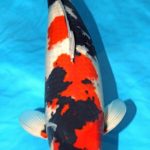 Holland koi show 2016.