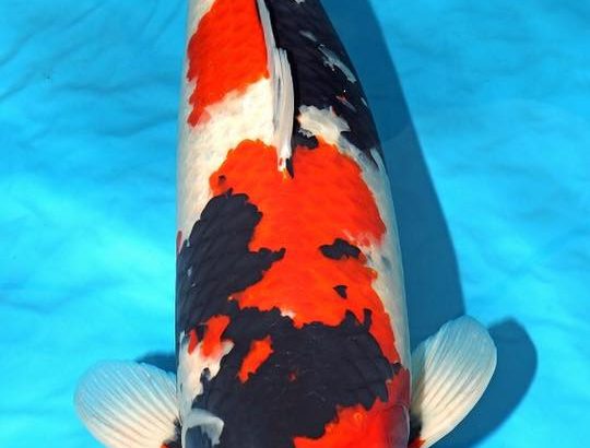 Holland koi show 2016.