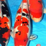 Holland Koi Show 2016.