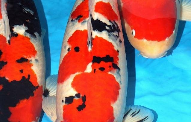 Holland Koi Show 2016.