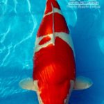 Holland koi show 2016.