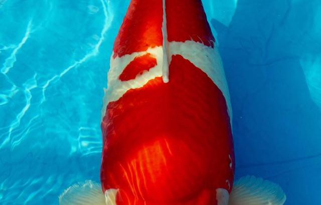 Holland koi show 2016.