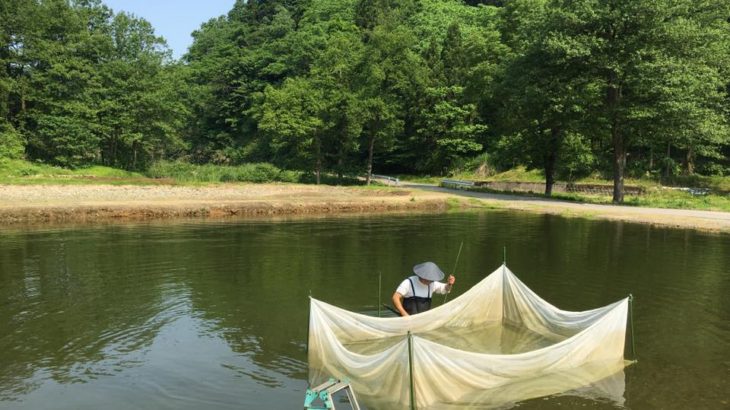 Koshiji koi farm visit.