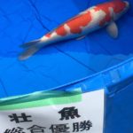 Th42 Hokkaido koi show visited on yesterday.